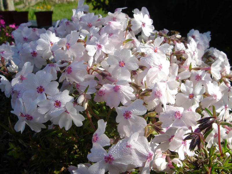 Phlox subulata 'Amazing Grace' photo